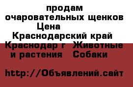 продам очаровательных щенков › Цена ­ 30 000 - Краснодарский край, Краснодар г. Животные и растения » Собаки   